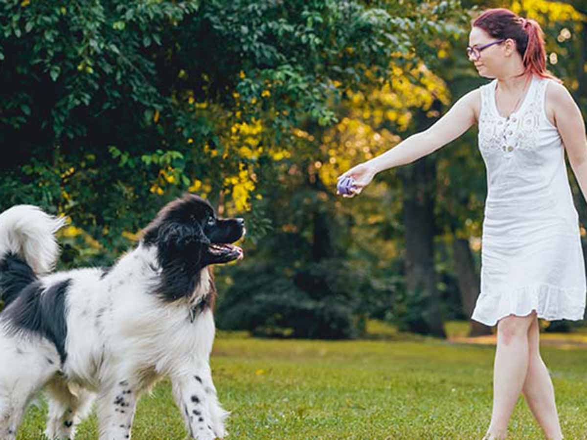 Tips on training your dog