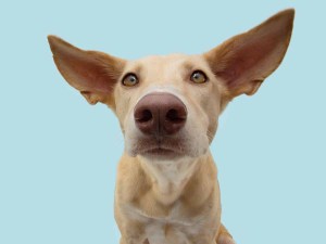 Yellow dog with big ears looking at the camera.