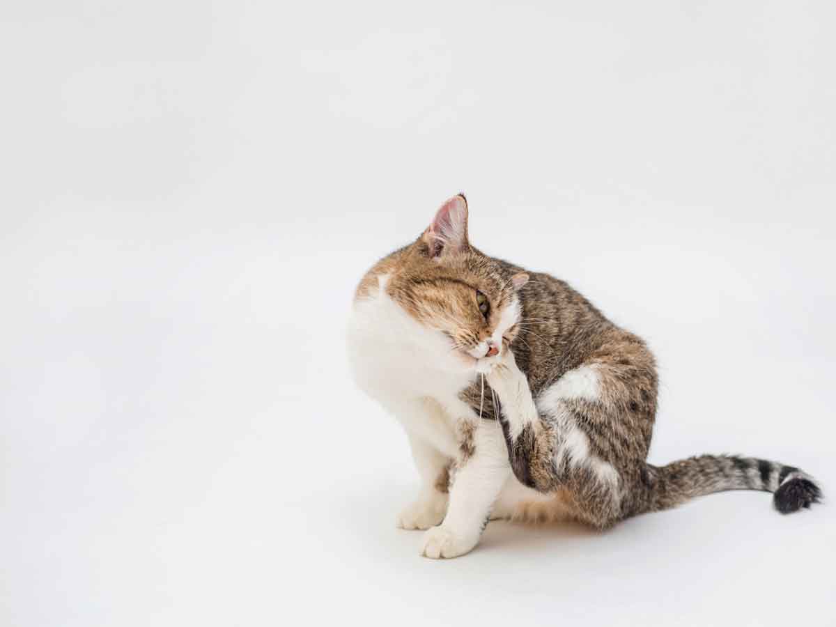 Fact or fiction? Dispelling myths of flea and tick risk for cats MyPet