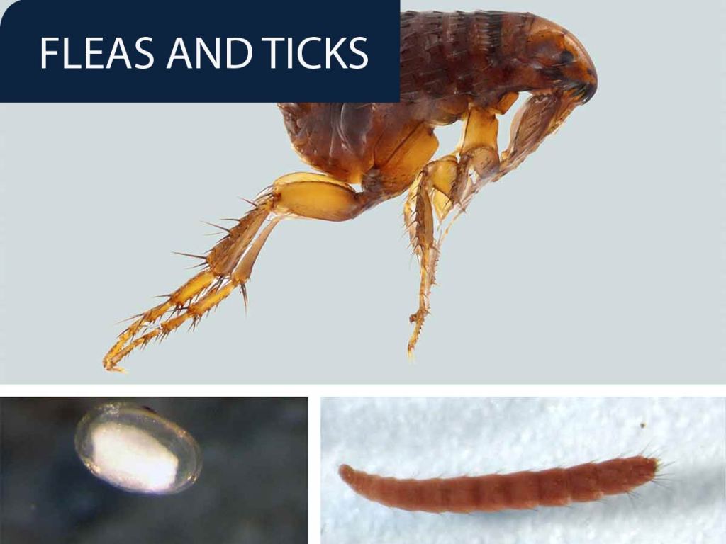 Stages of flea parasites as they grow