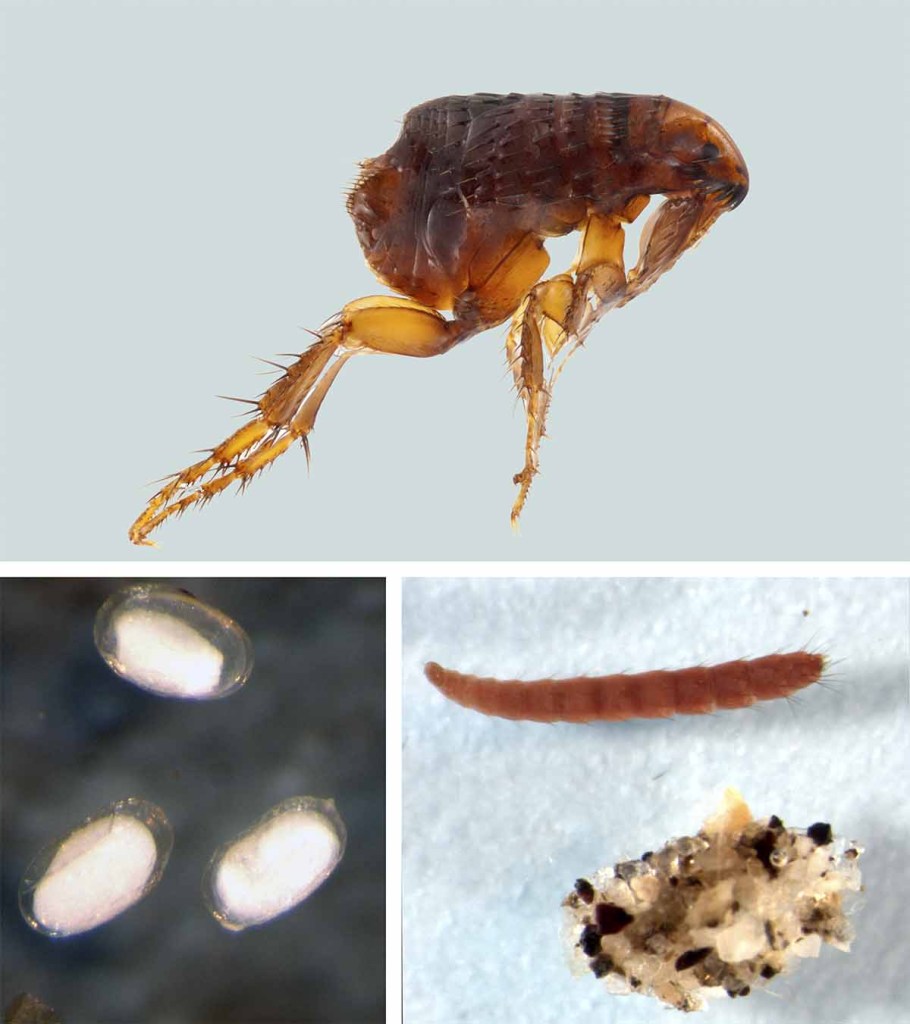 Three pictures showing the lifestyle a flea goes through.