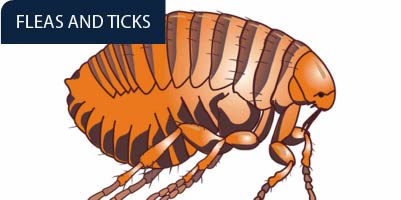 Cartoon image of a flea