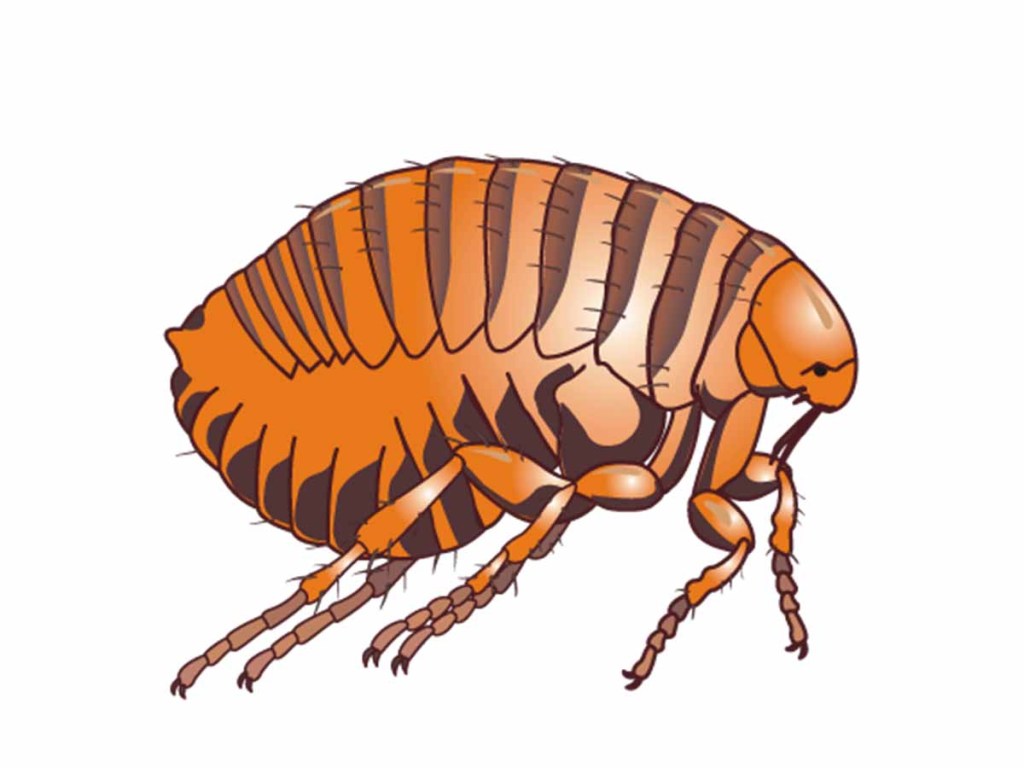 Cartoon image of a brown flea.