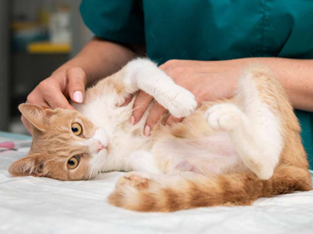 Orange cat laying on his side while a vet gives him an examination.