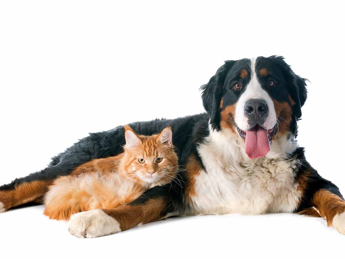 Bernese mountain dog laying down with a orange cat.