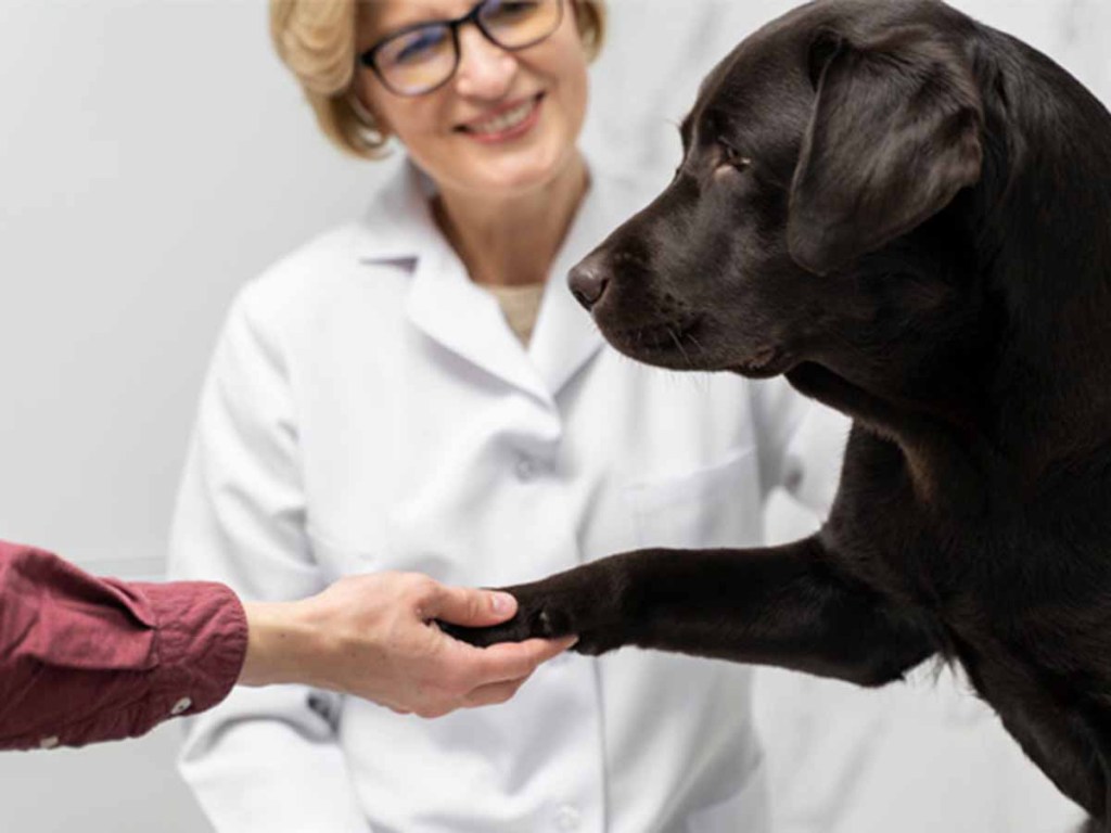 Black dog shaking owners hand at a vet clinic.