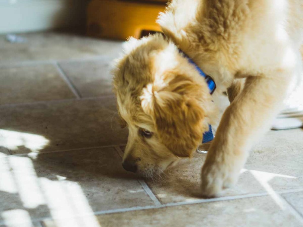 Golden retriever puppy smelling the tile floor.