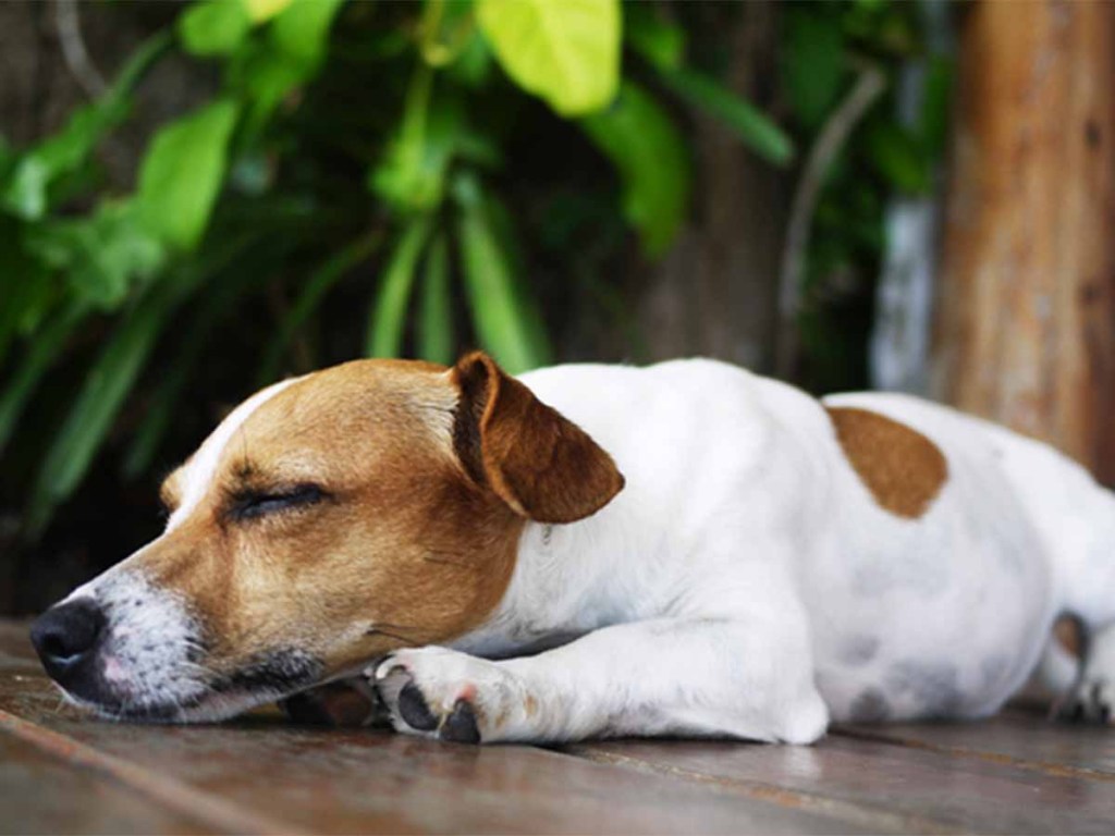 Small brown and white dog sleeping on hardwood floors.