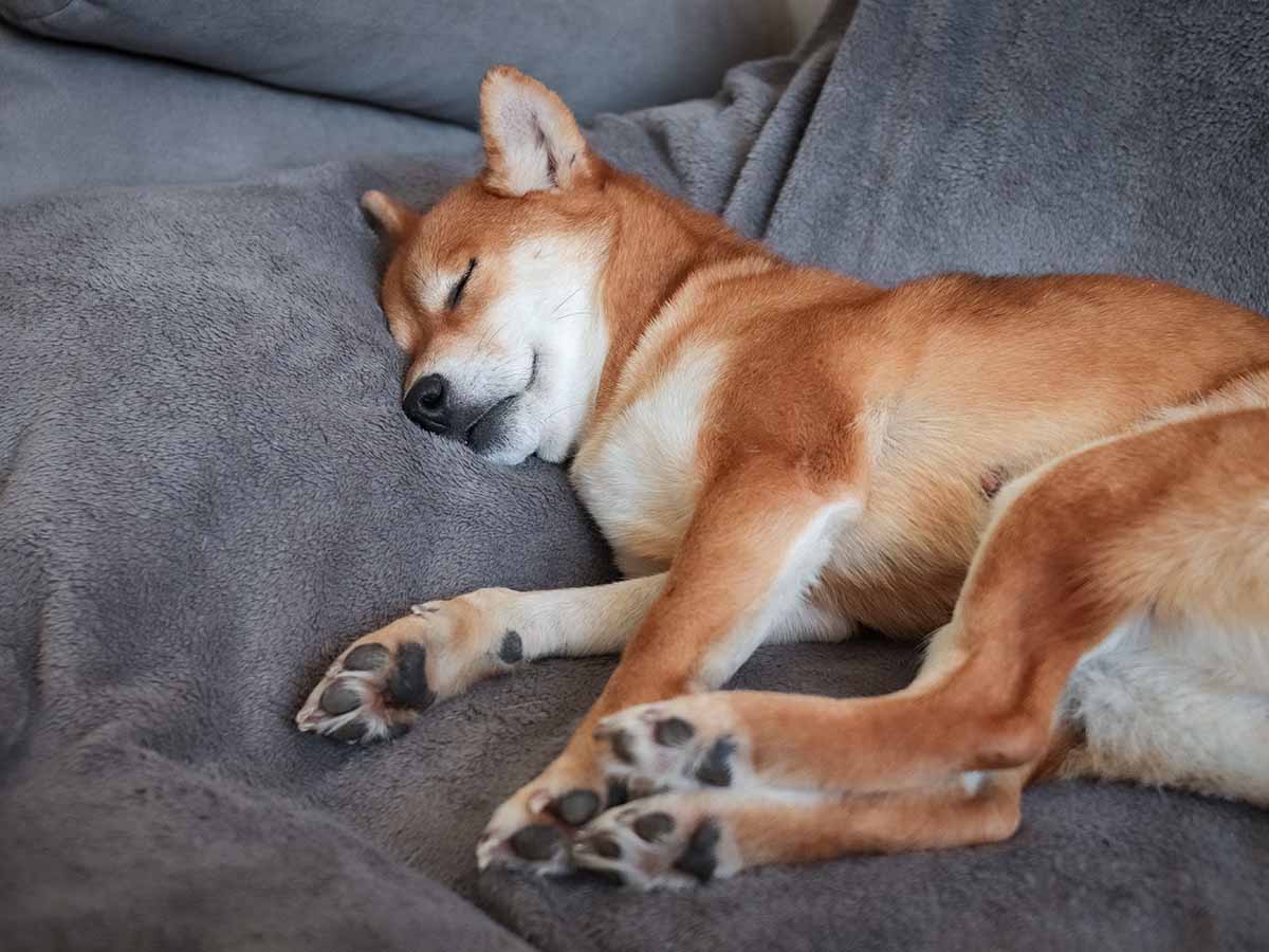 Shiba inu dog sleeping on a grey couch.