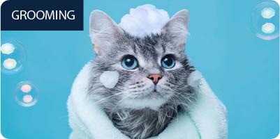 Grey cat with soap on his head, wrapped in a white towel with bubbles in the background.