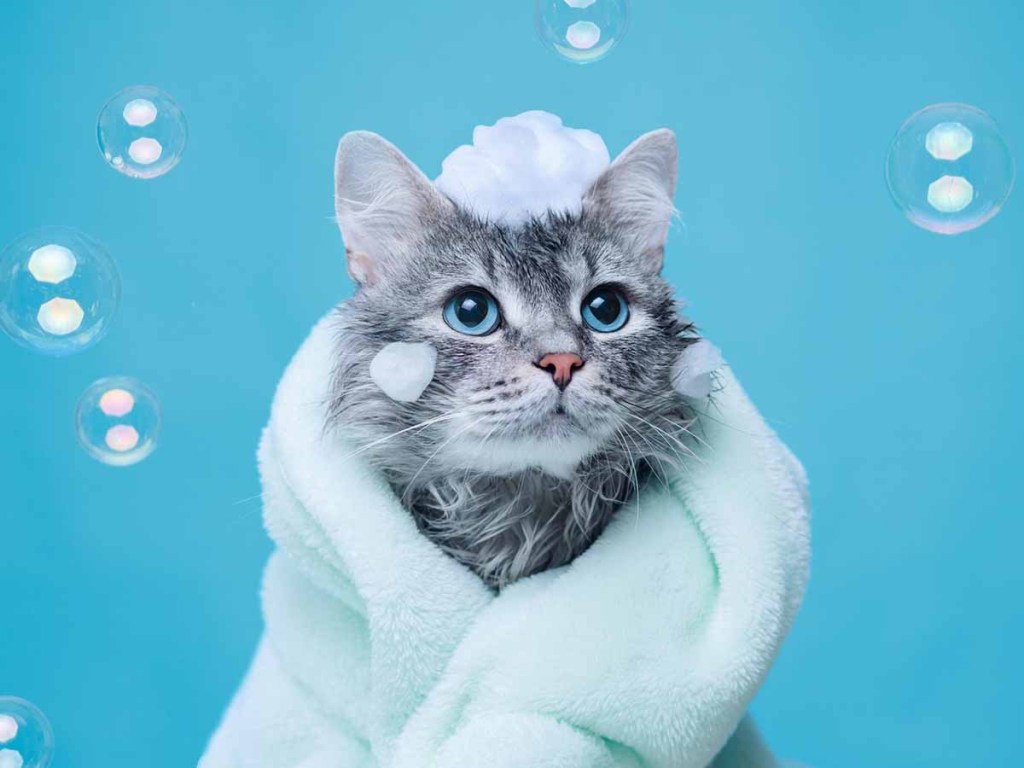 Grey cat with blue eyes is wrapped in a towel with bubbles around him and on his head.