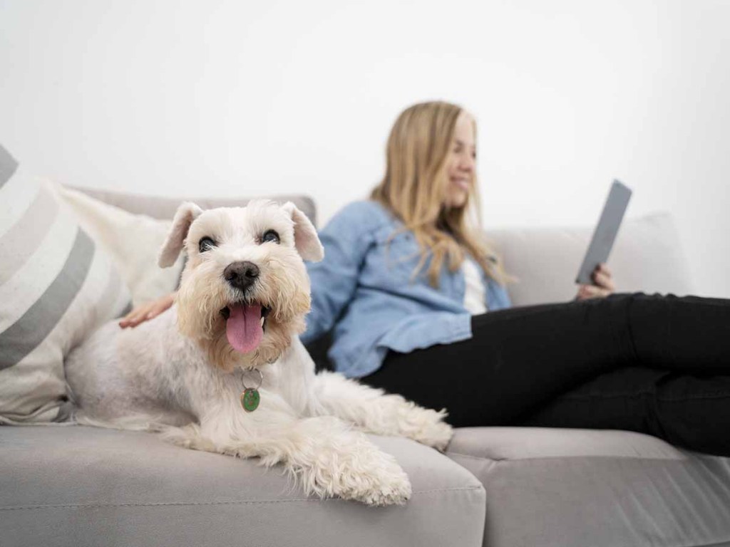 Medium sized white dog laying on a couch next to owner on her tablet.