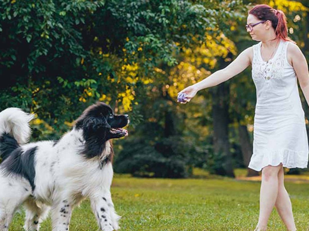 Women with red hair playing fetch outside with her large black and white dog.