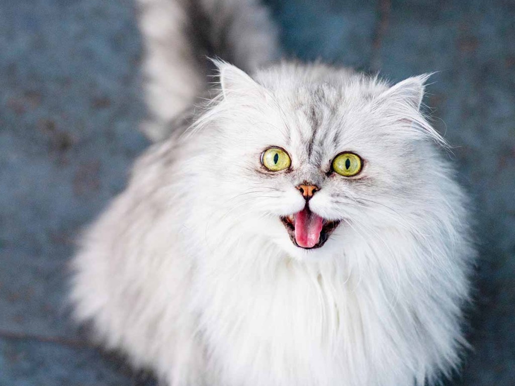 Fluffy white cat meowing at camera.