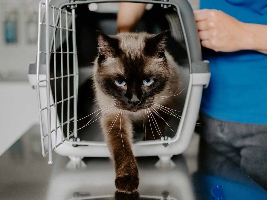 Siamese cat walking out of a cat carrier.