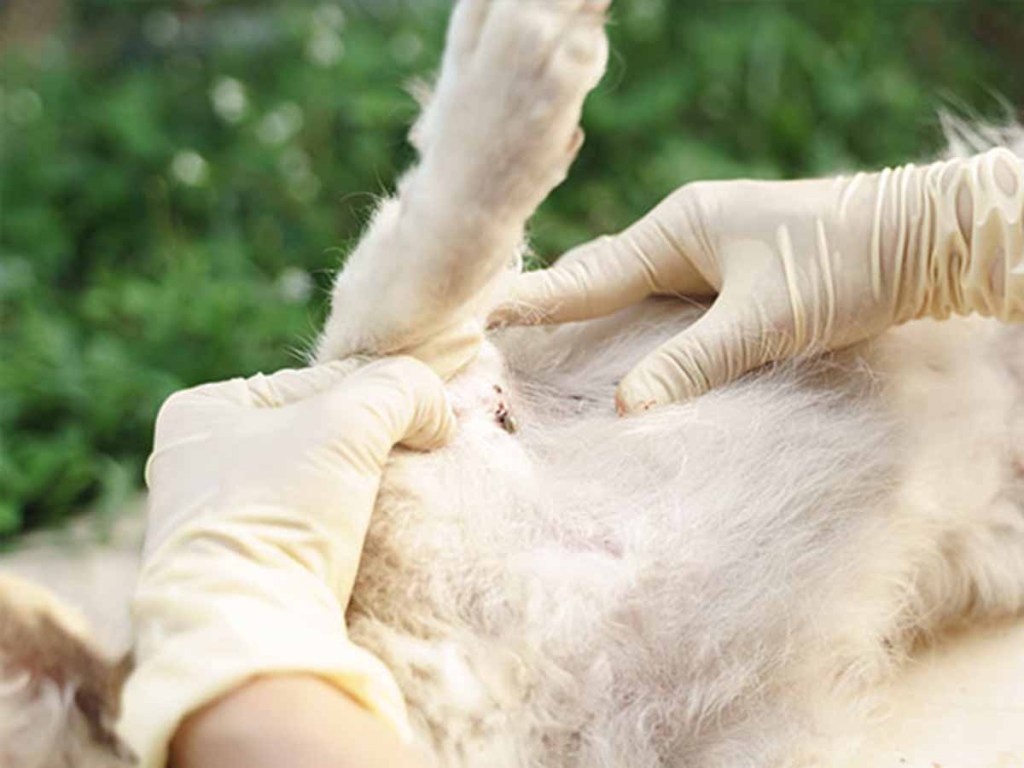 Vet with gloves looking at a wound under fluffy white dog's leg.