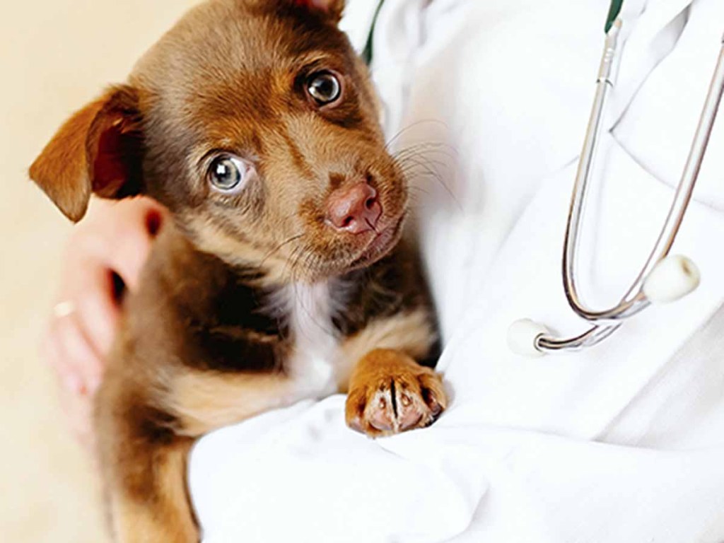 Small brown puppy being held by a vet wearing a white coat.