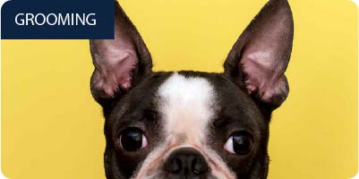 French bulldog with ears perked up against yellow background