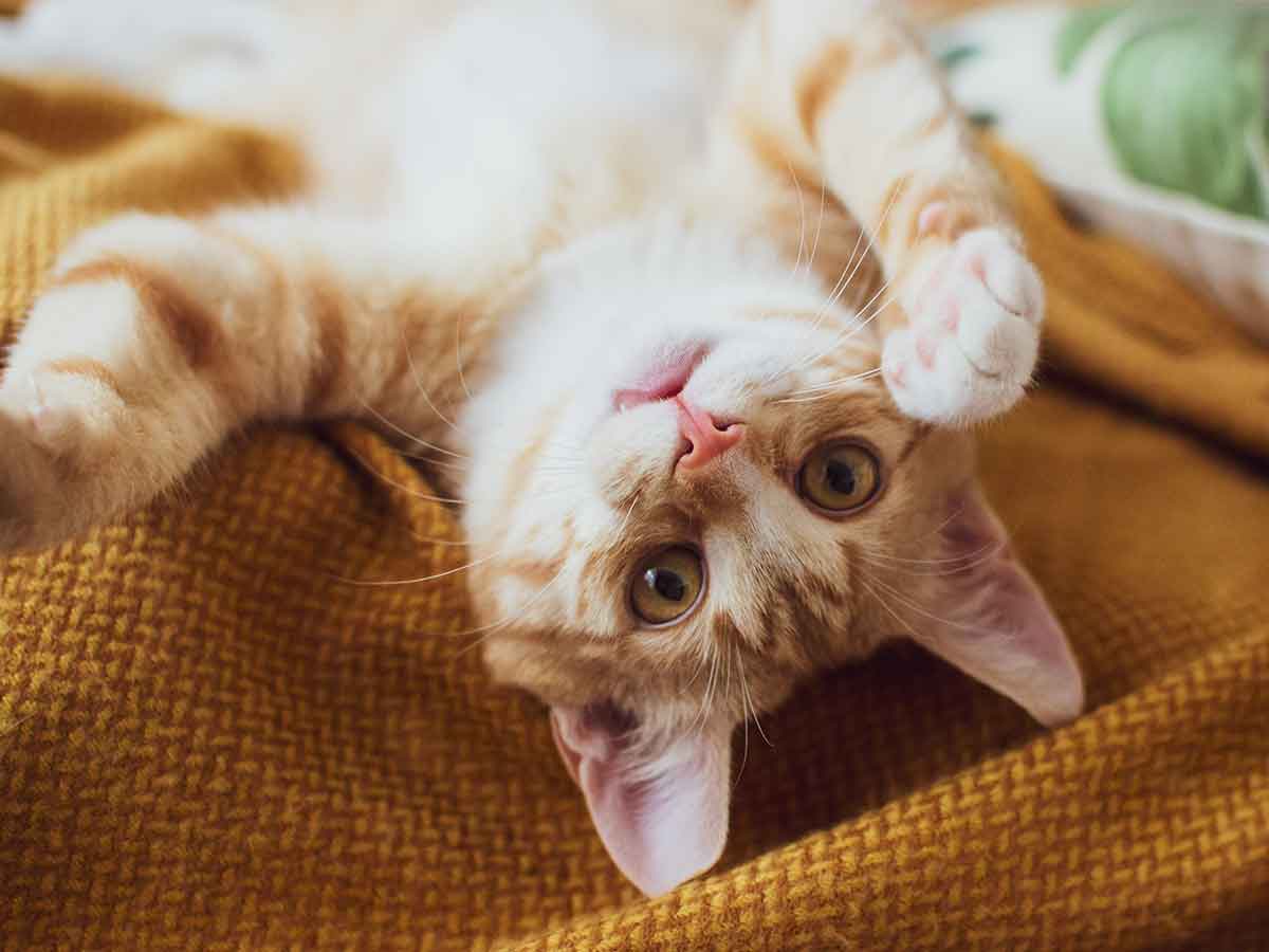 Small orange cat laying on his back looking at the camera.