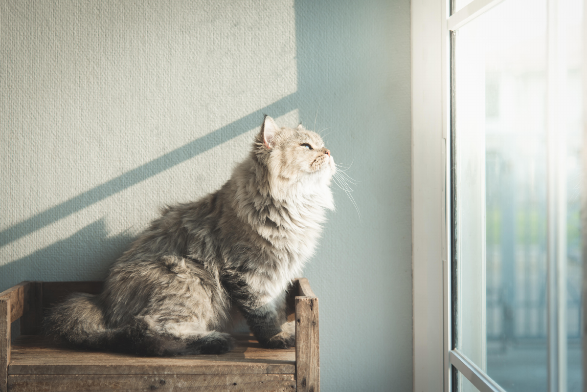 Fluffy grey cat sitting on a wooden stool in the sunlight while looking out a window.