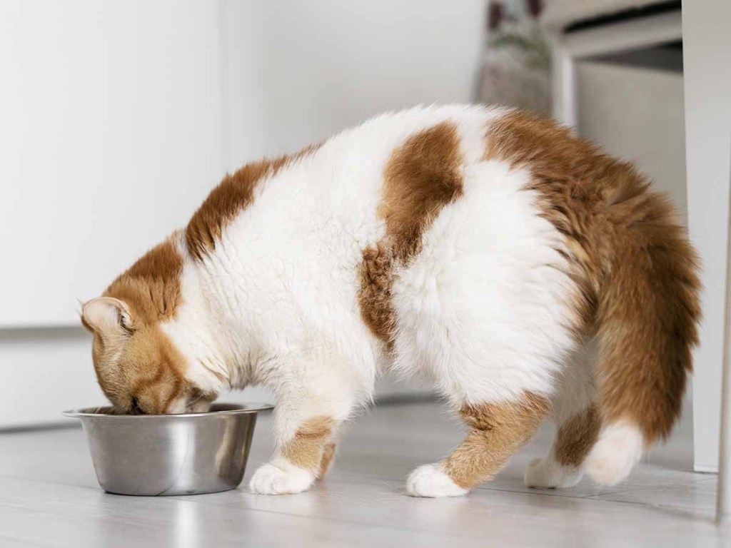 Large orange and white cat eating out of a food bowl on the floor.