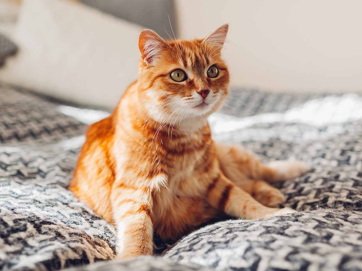 Orange cat sitting on a bed
