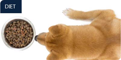 Aerial photo of Shiba inu standing over bowl of dog food