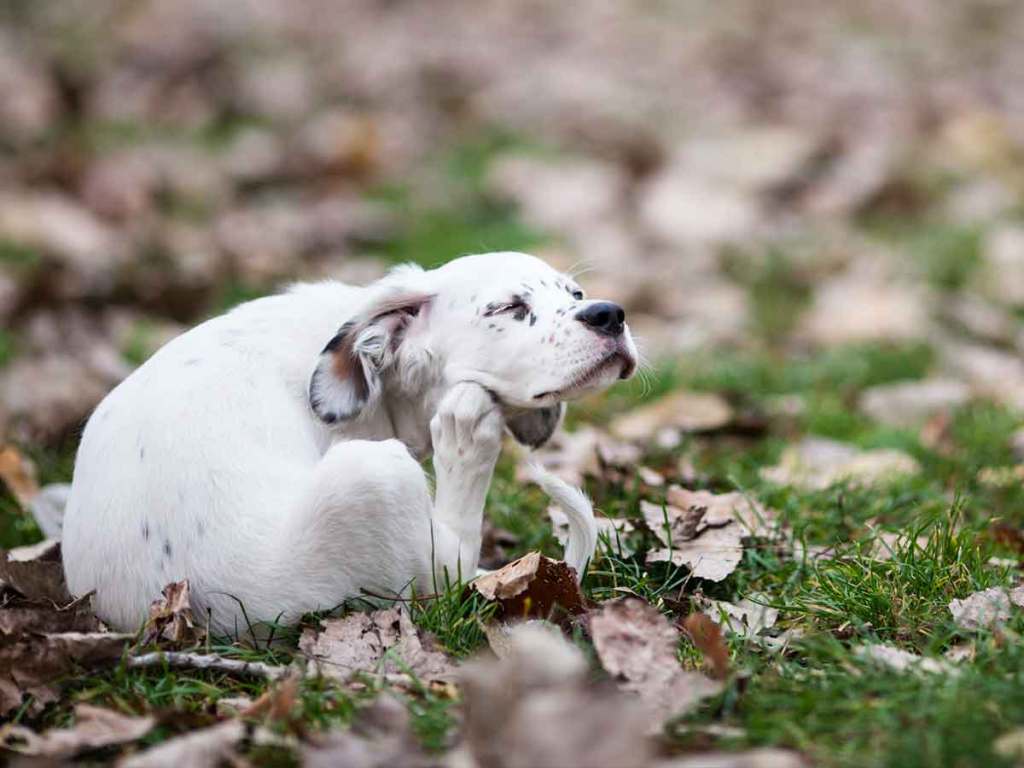 White dog sitting in grass and leaves, scratching his face with his back leg