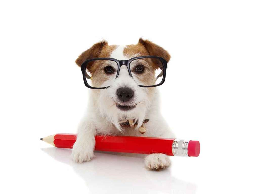 Small white and brown dog wearing glasses and holding a large pencil.