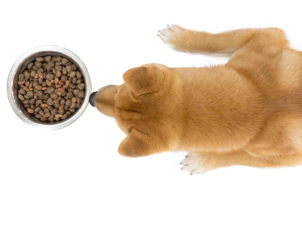 Aerial picture of Shiba inu standing over bowl of dog food
