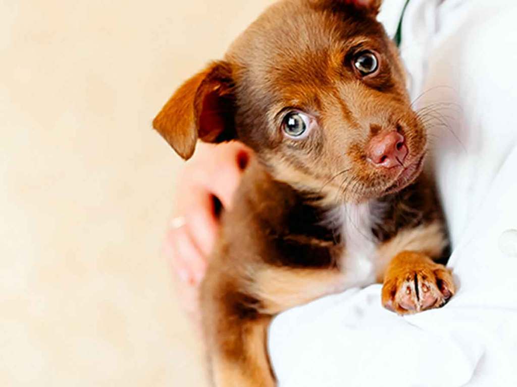 Brown puppy looking at camera while in a vet's arm.