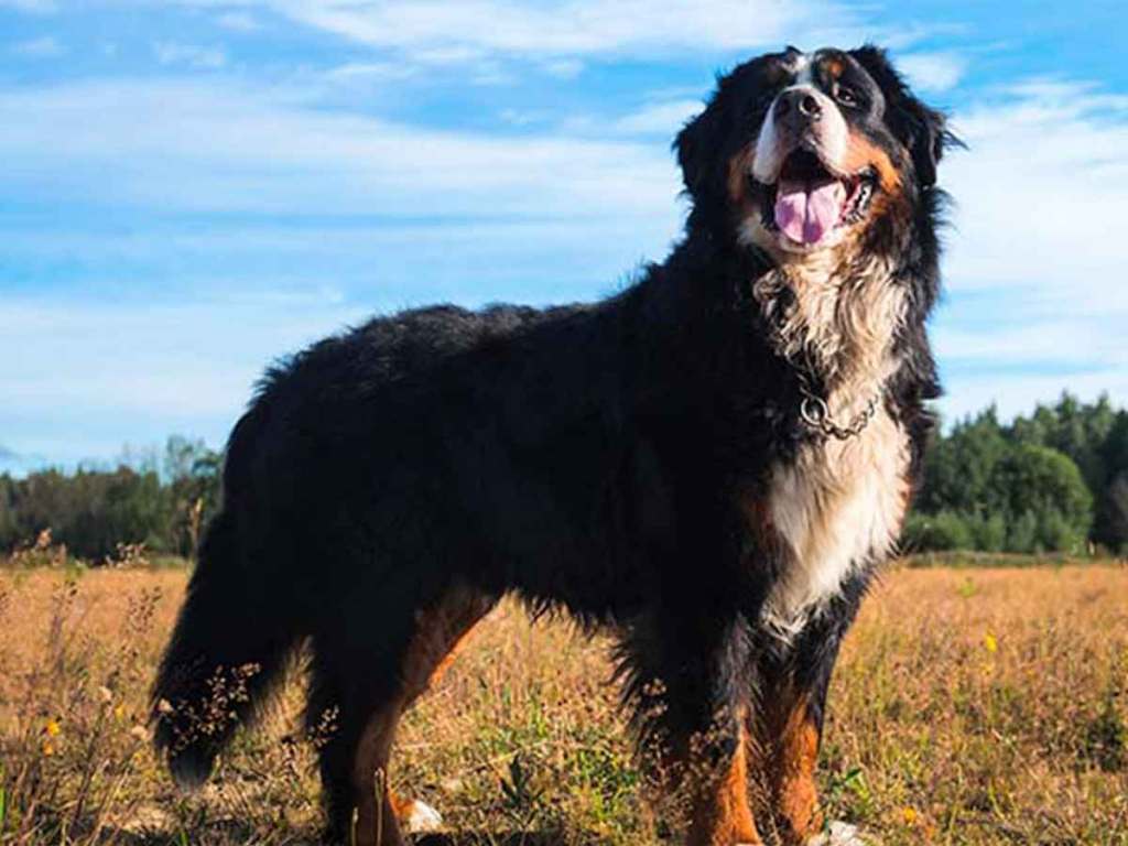 Bernese mountain dog standing in a field of grass