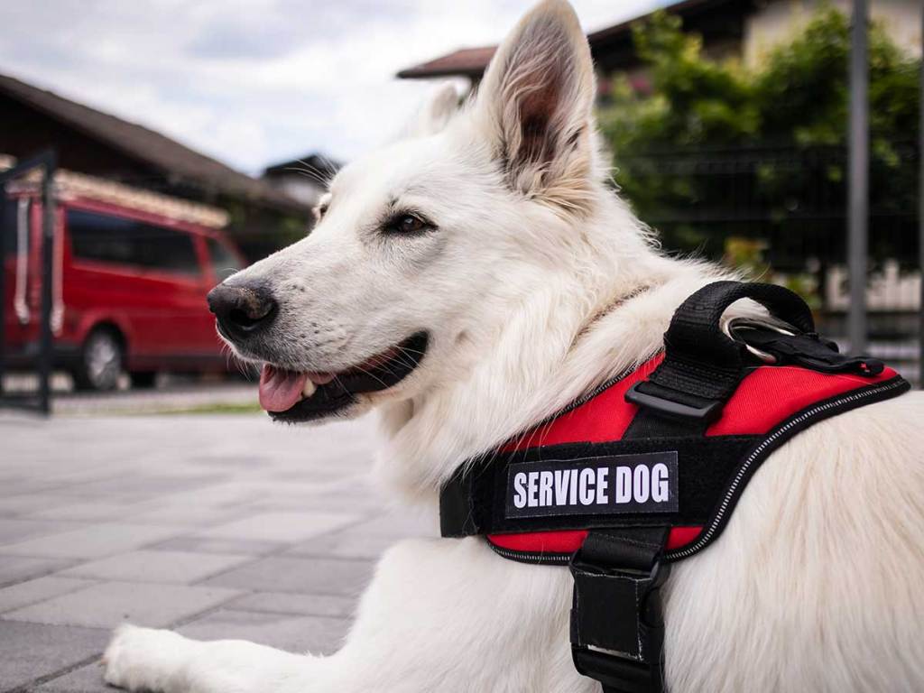 White service dog in red vest lying outdoors