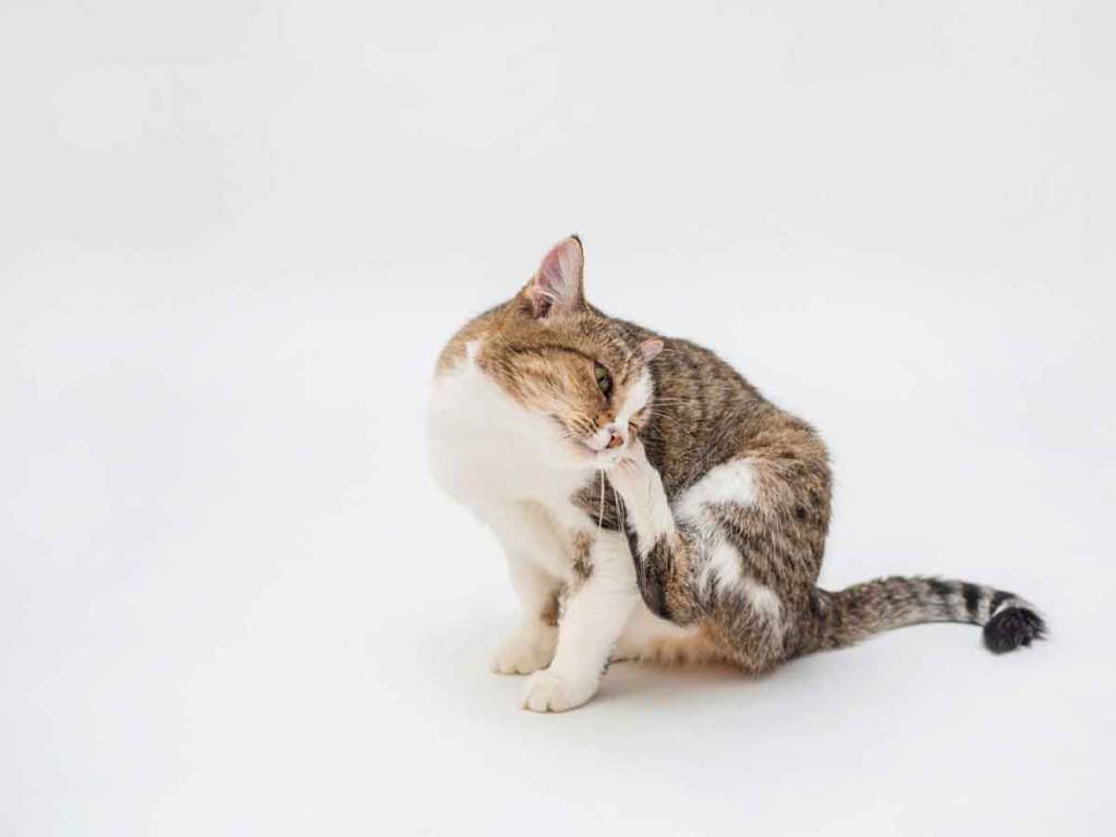 Brown and white cat using a hind leg to scratch behind its ear