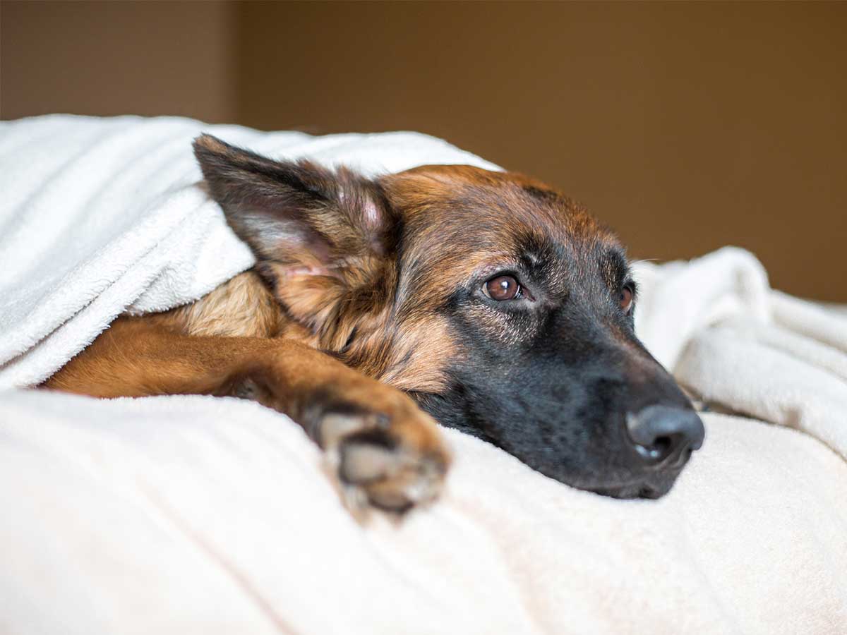 Sad dog lying on bed covered with blanket