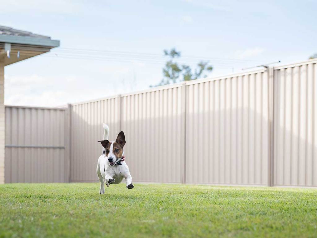 Dog running in his fenced backyard