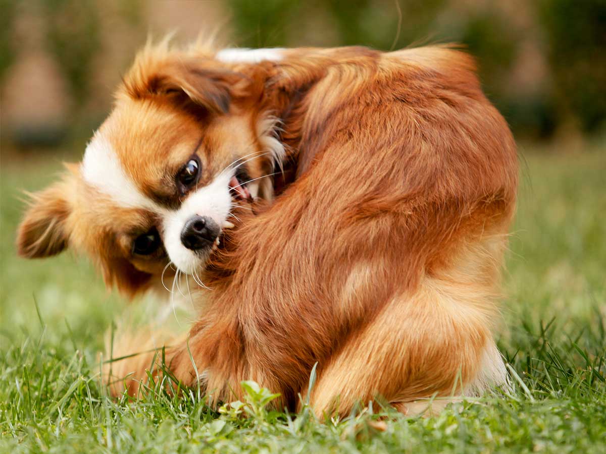 Small brown dog sitting in grass and scratching