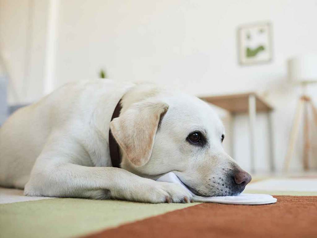 Sad-looking Labrador lying on the floor