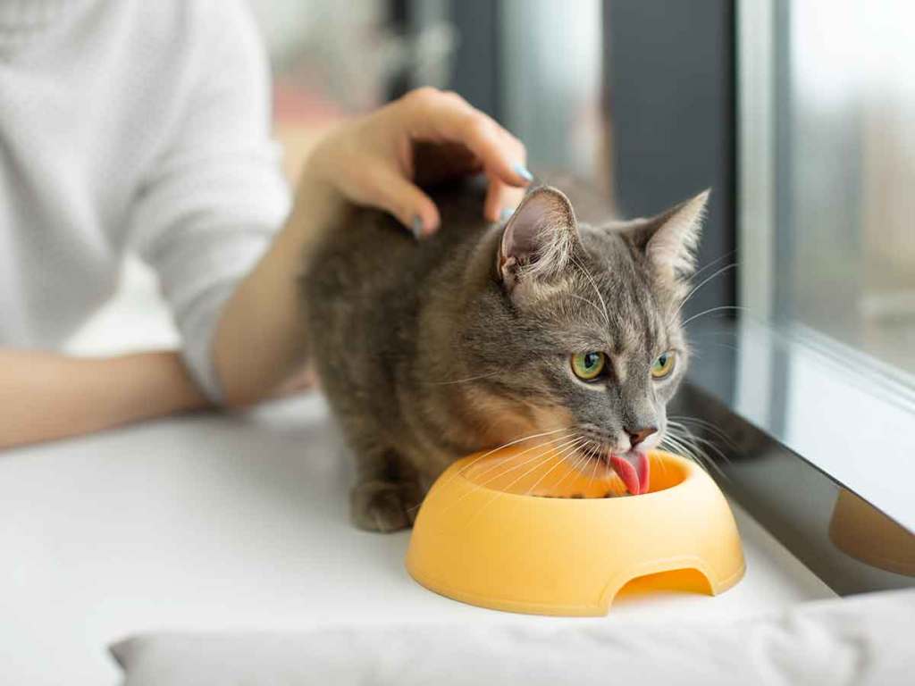 Woman petting gray cat who is eating out of a pet food bowl.