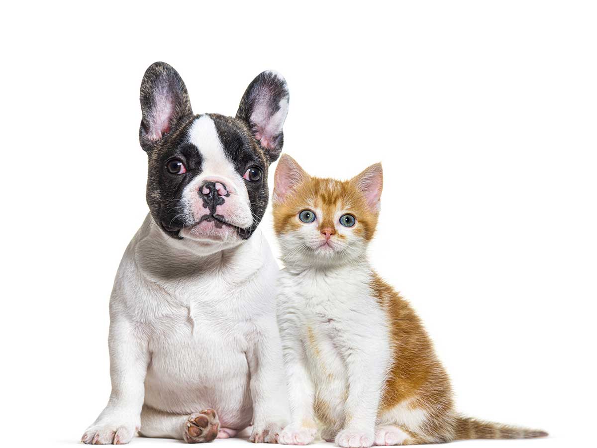 French bulldog puppy sitting beside orange and white kitten