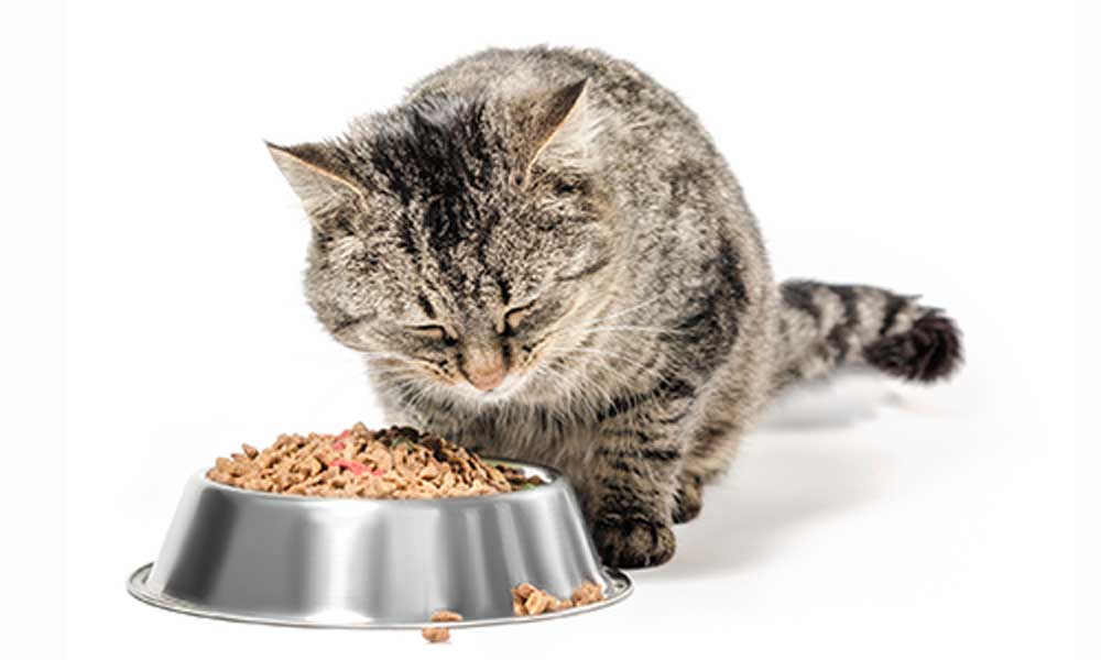 Brown tabby cat eating from silver food dish