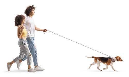 Man and woman walking beagle dog on a leash.