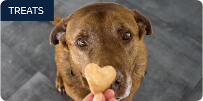 Brown dog looking up at heart-shaped treat