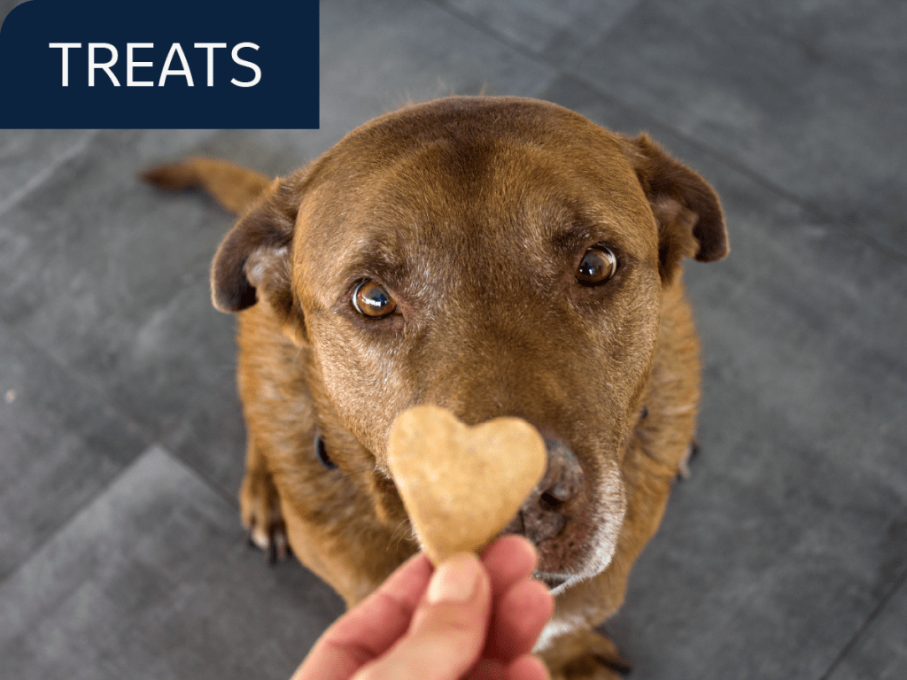 Brown dog staring up at heart-shaped treat
