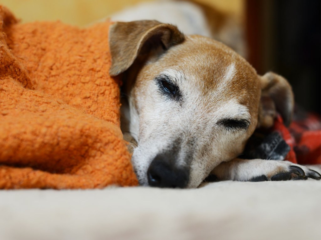 Senior dog lying under a blanket