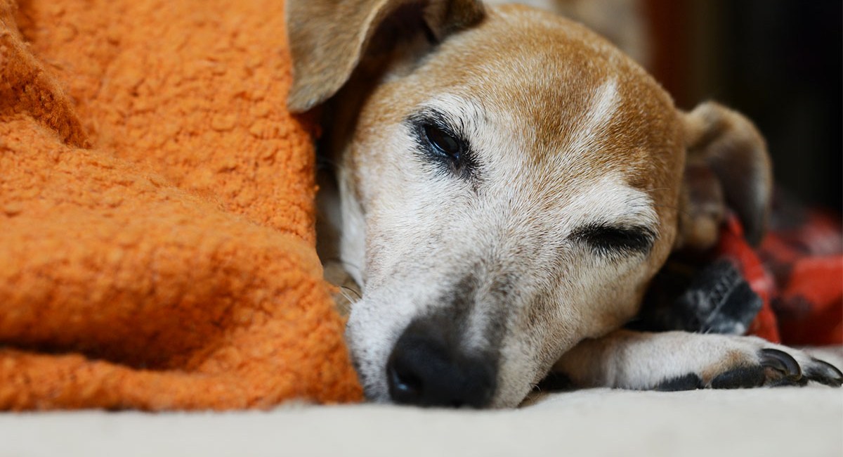 Senior pet laying under a blanket