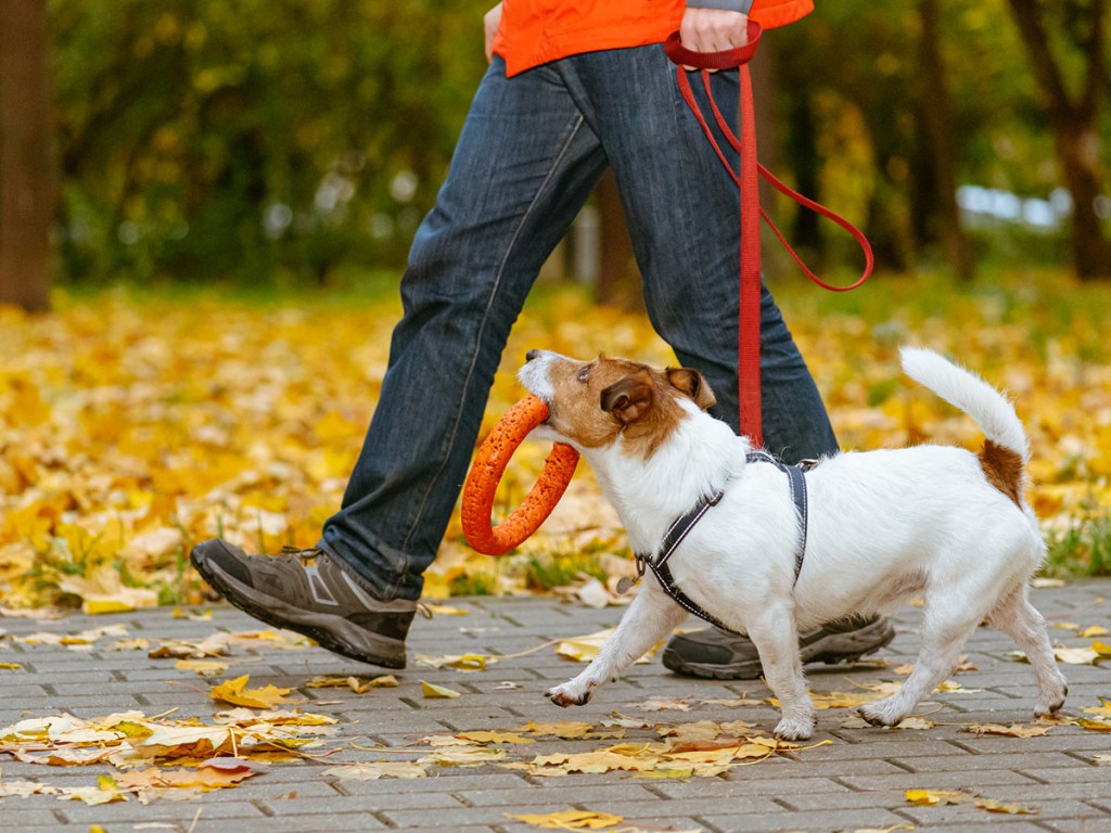 Dog holding a toy while going on a walk during fall