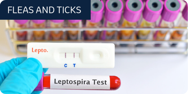 Leptospira test tube